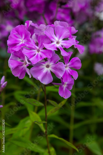 Beautiful different inflorescences of Phlox paniculat   at the Botanical exhibition. The flowers of Phlox paniculata varieties.