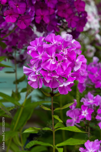 Beautiful different inflorescences of Phlox paniculatа at the Botanical exhibition. The flowers of Phlox paniculata varieties.