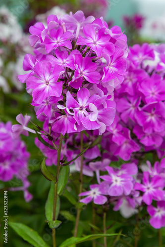 Beautiful different inflorescences of Phlox paniculat   at the Botanical exhibition. The flowers of Phlox paniculata varieties.