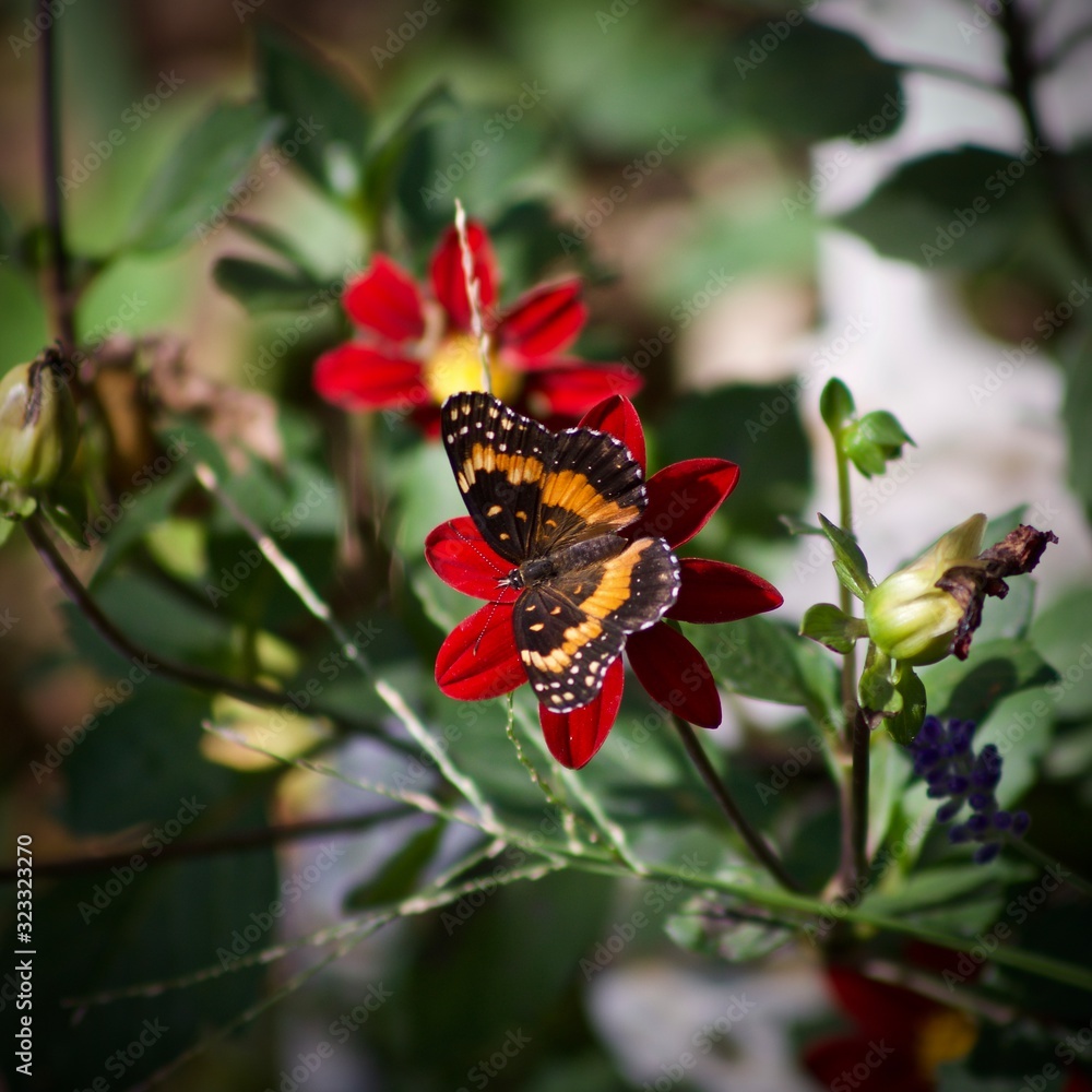 Butterfly Butterfly