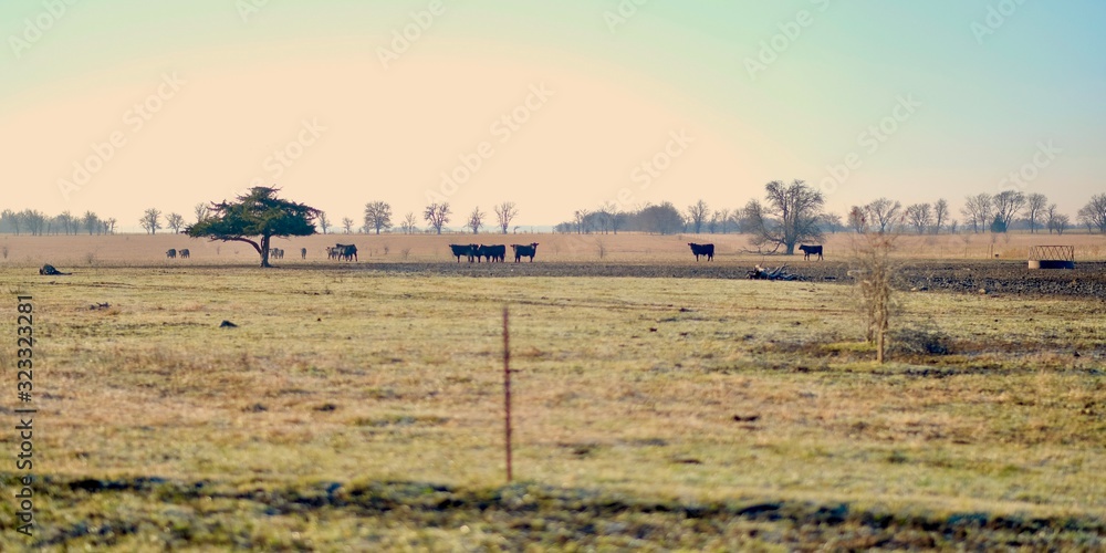 Cows panoramic 2