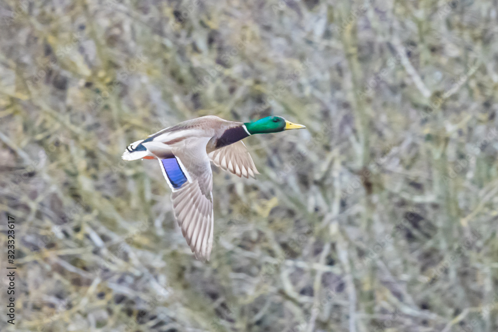 A Eagle Eye View of a Flying Drake Mallard A Eagle Eye View of a Flying Drake Mallard