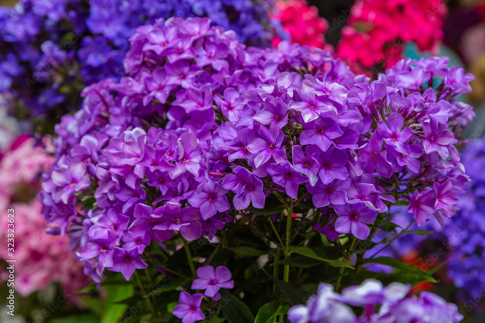 Obraz premium The flowers of Phlox paniculata different varieties close up. Flower background.