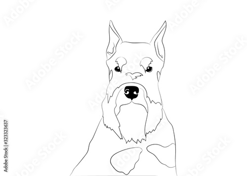 Schnauzer dog portrait, head. Black and silver , pepper and salt puppy. Vector illustration. Dog breed.