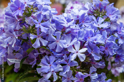 Beautiful blue flowers of Phlox paniculata different varieties close up. Flower background.