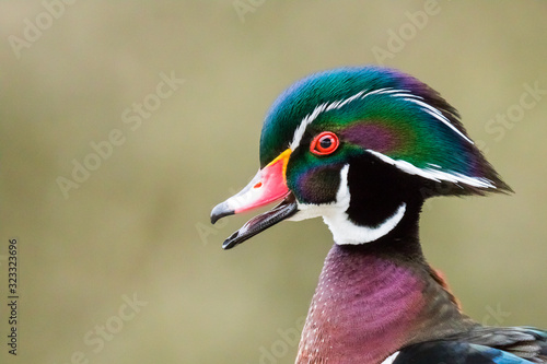 A Drake Wood Duck Says Hello