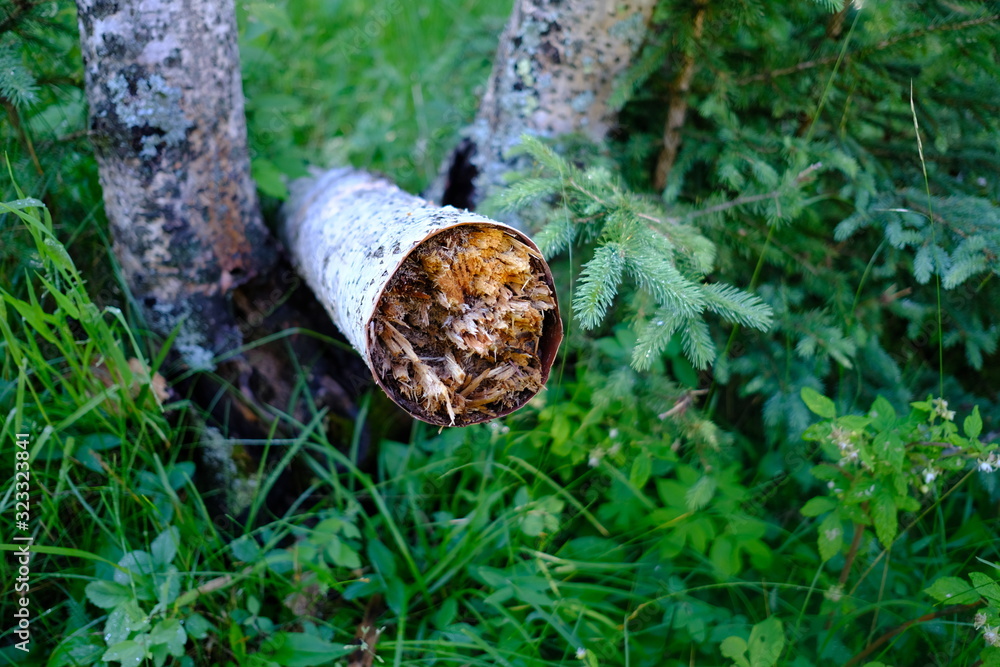 Fototapeta premium Aspen