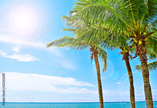 palm tree on the beach on a sunny day