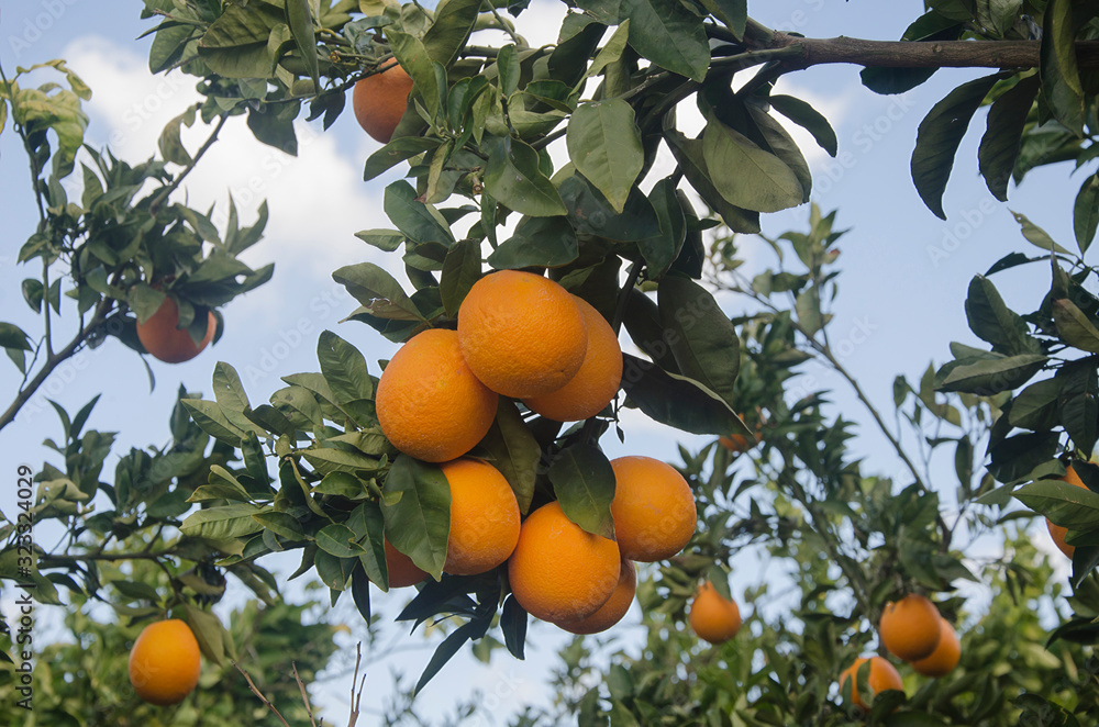 Close up of branch with ripe oranges