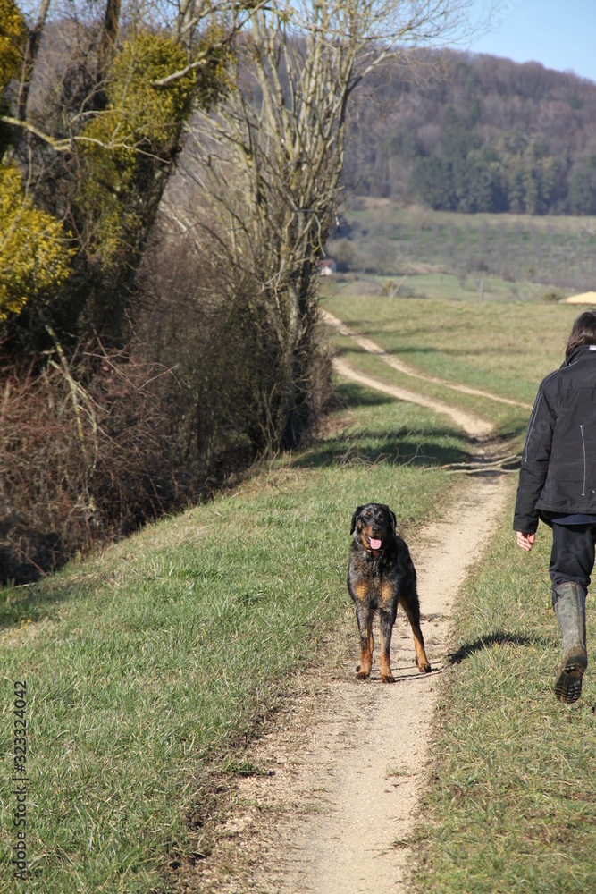 Beauceron dog having fun in puddles in the meadow Beauceron dog having fun in puddles in the meadow