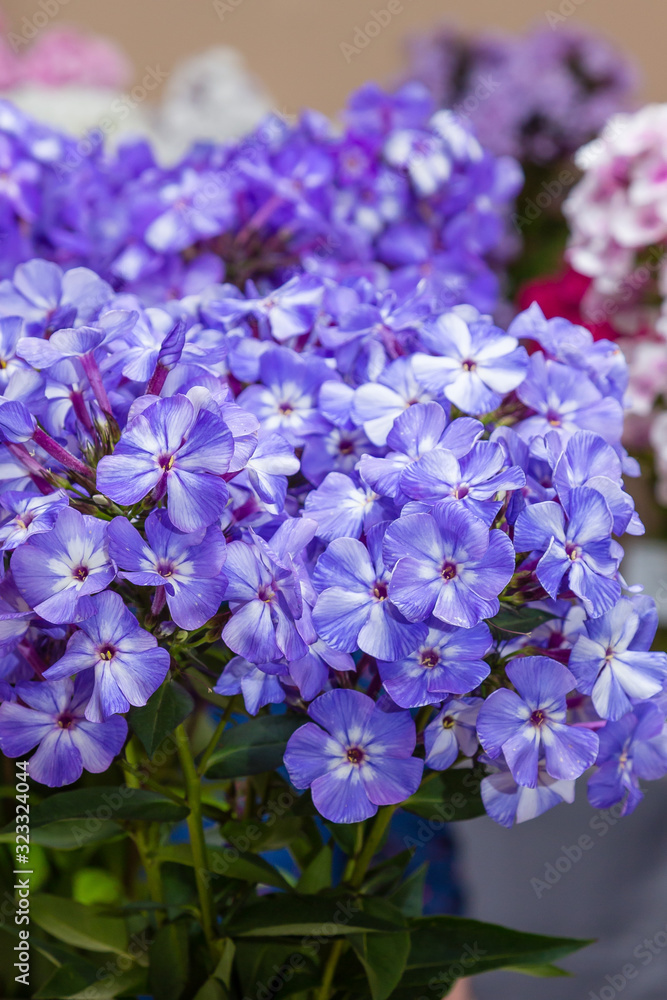 The beautiful blue blossoms of Phlox paniculata. The flowers of Phlox paniculata close up The beautiful blue blossoms of Phlox paniculata. The flowers of Phlox paniculata close up