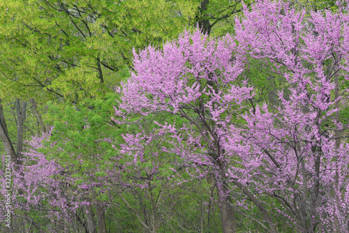 Tableau sur toile Landscape of a spring forest with redbud in bloom, Michigan, USA