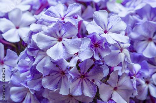 Lovely flowers of phlox paniculata are close up. Beautiful floral background.