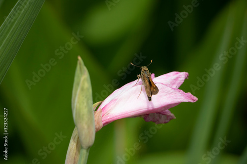 Moth of Flower