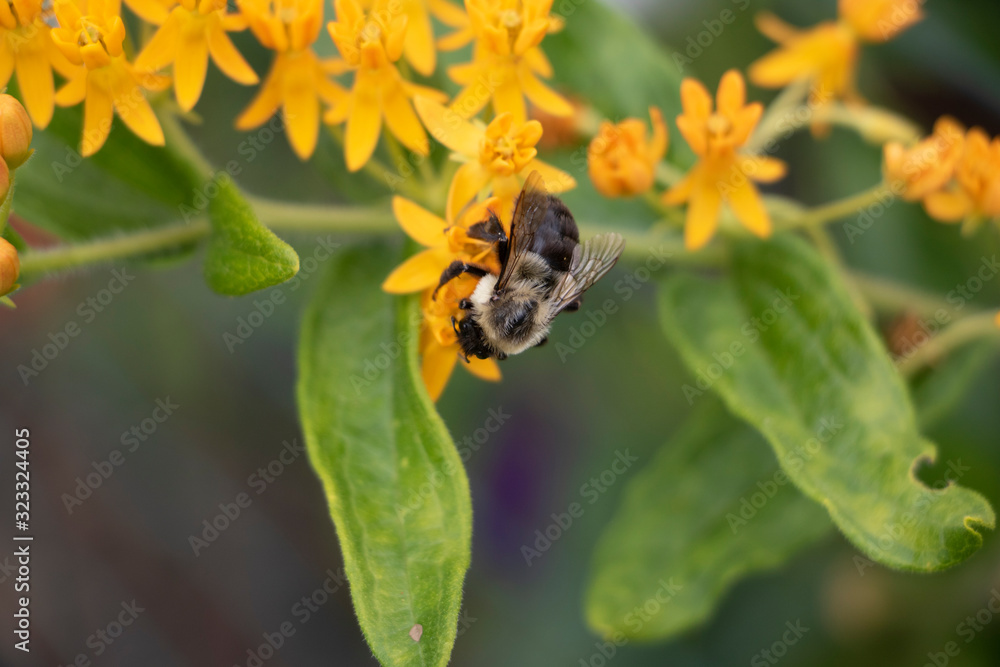 Bee on Flower