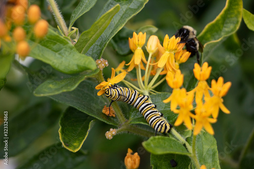 Caterpillar on Flower