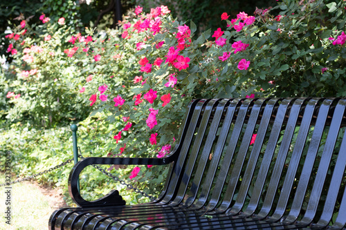 Bench in the Park