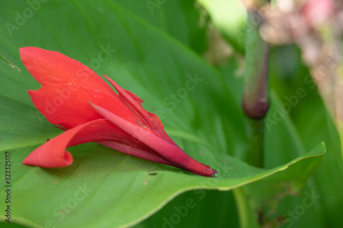 Red Flower on Leaf