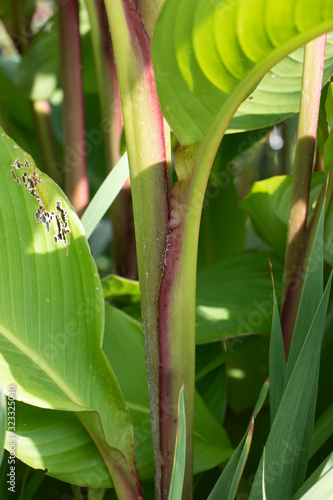 Large Leaf