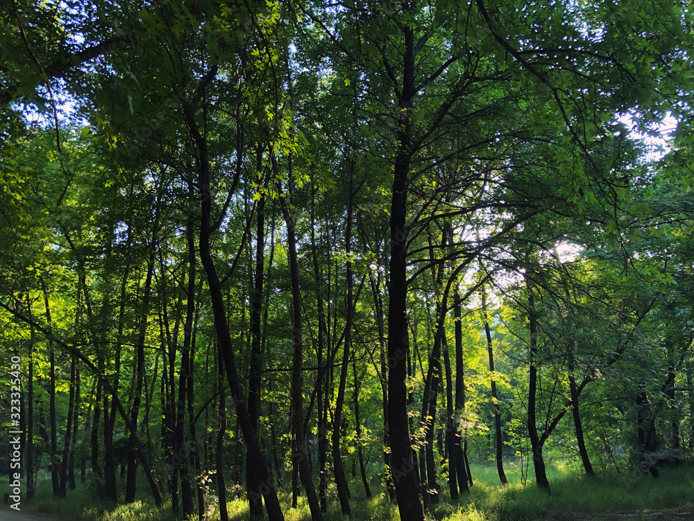Fototapeta premium Landscape view of sweetgum trees.