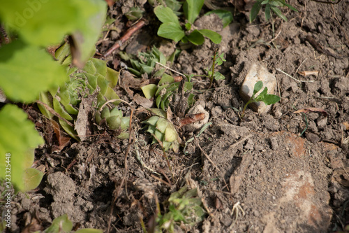 Succulents in the Garden