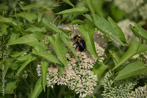 Bee on a Flower