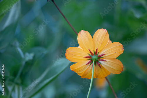 Cosmos Flower in the Garden