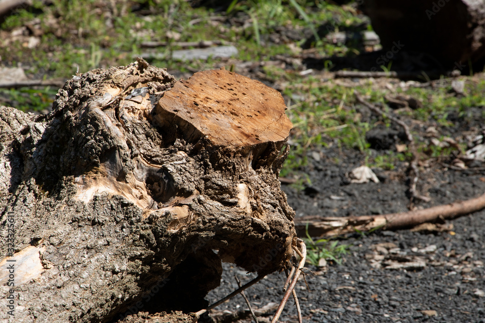 Tree Log in Forest Tree Log in Forest