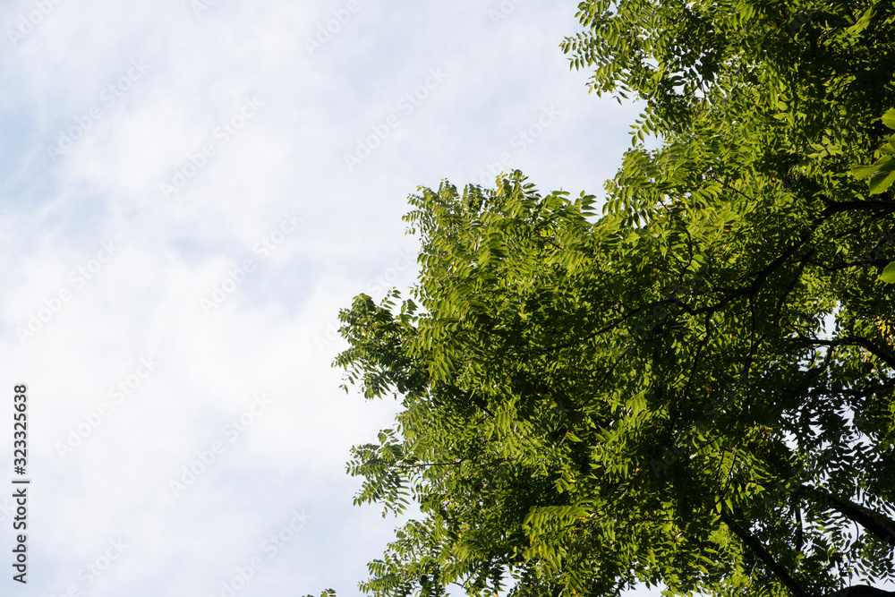 Tree Against the Sky
