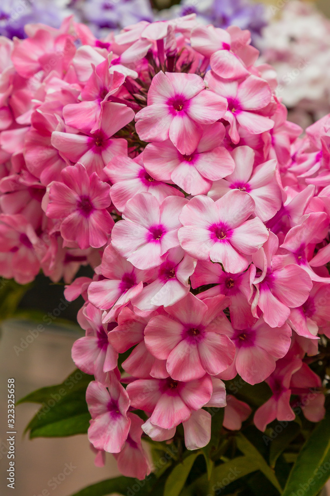 Beautiful flowers phlox paniculata. Flowering branch of phlox paniculata close up Beautiful flowers phlox paniculata. Flowering branch of phlox paniculata close up