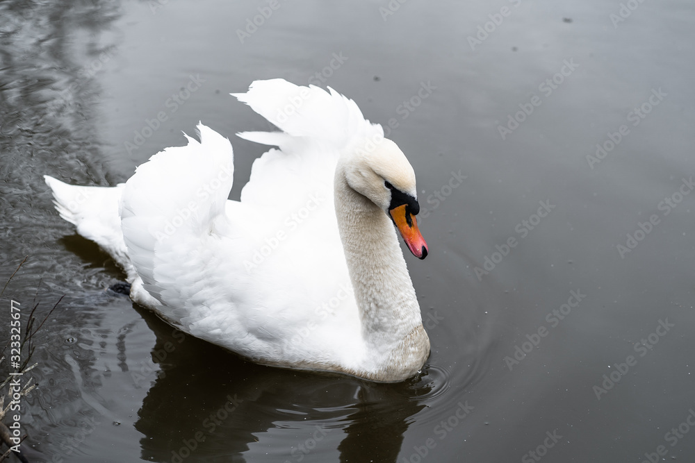 Obraz premium White swan in the foggy lake at the dawn. Morning lights. Romantic background. Beautiful swan. Cygnus. Romance of white swan with clear beautiful landscape.