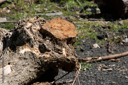 Tree Log in Forest