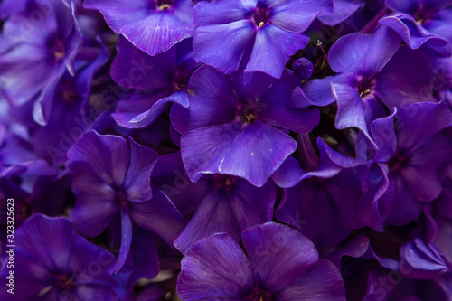 Flowers of phlox paniculata close-up. Beautiful flowers of deep blue or purple color. © Flower_Garden