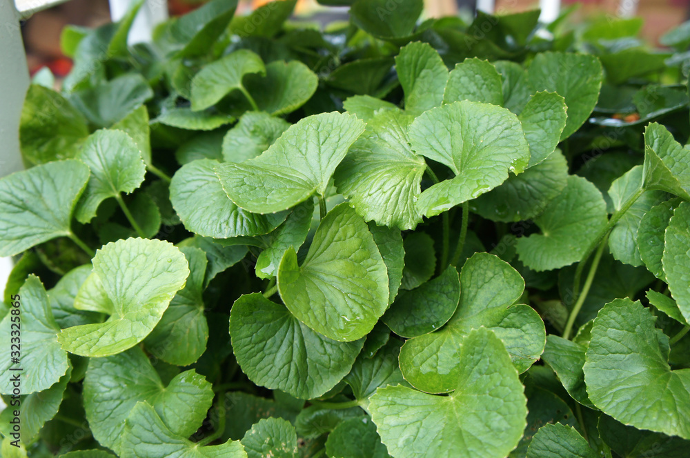 Centella asiatica plant. It is native to the wetlands in Asia. It is used as a culinary vegetable and as a medicinal herb. Centella asiatica plant. It is native to the wetlands in Asia. It is used as a culinary vegetable and as a medicinal herb.
