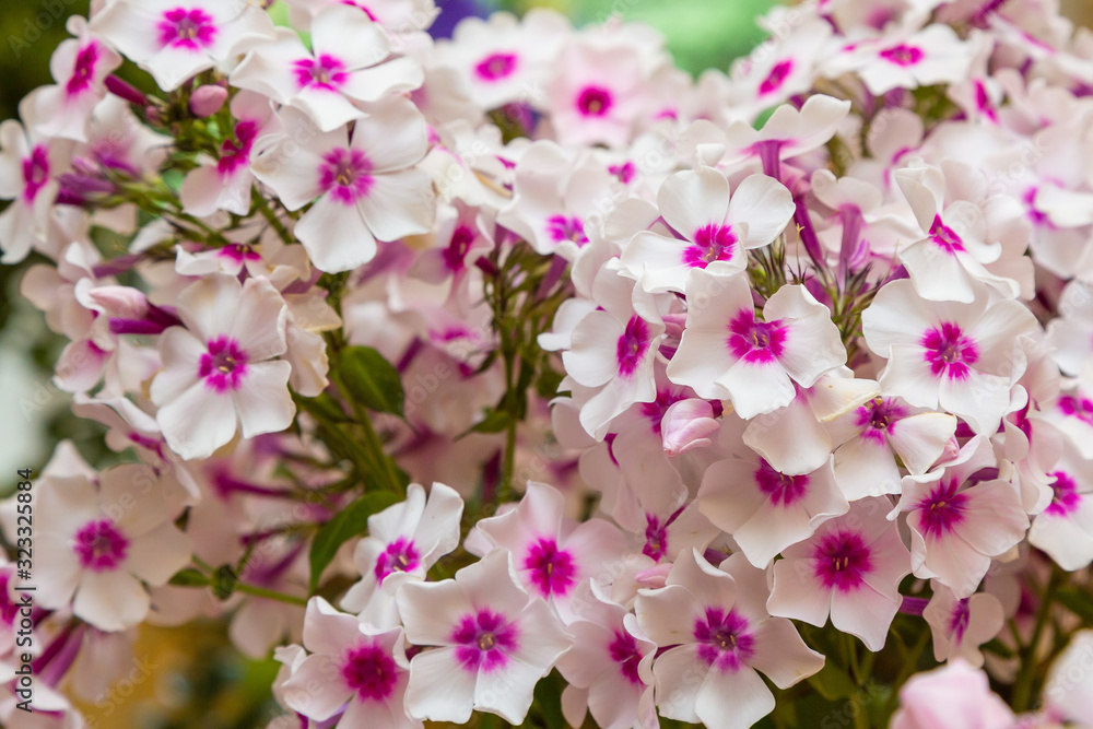 The beautiful white blossoms of Phlox paniculata. The white and red flowers of Phlox paniculata.