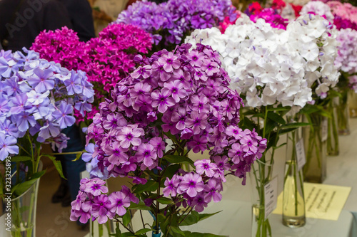 The beautiful purpure blossoms of Phlox paniculata. The white and violet flowers of Phlox paniculata.