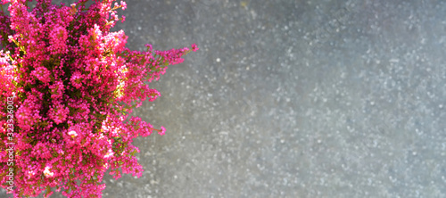 Pink erica gracilis flowers on concrete background with copy space photo