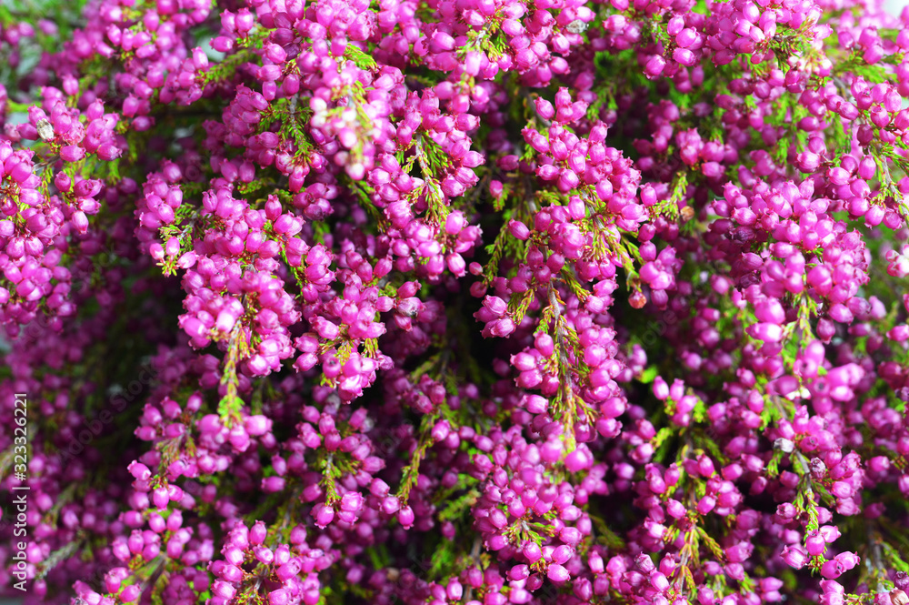 Pink erica gracilis flower background Pink erica gracilis flower background