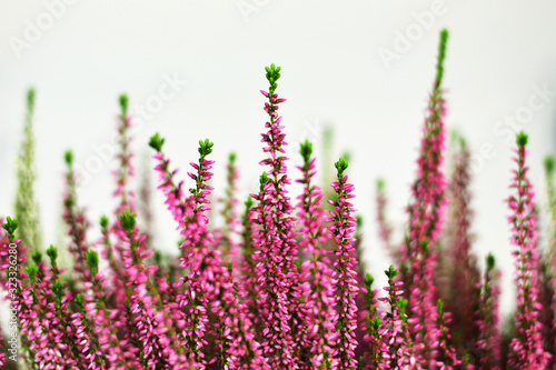 Close up of pink heather flowers