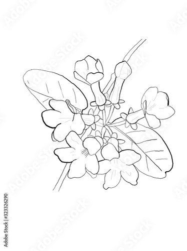jasmine flower  black and white illustration sketch