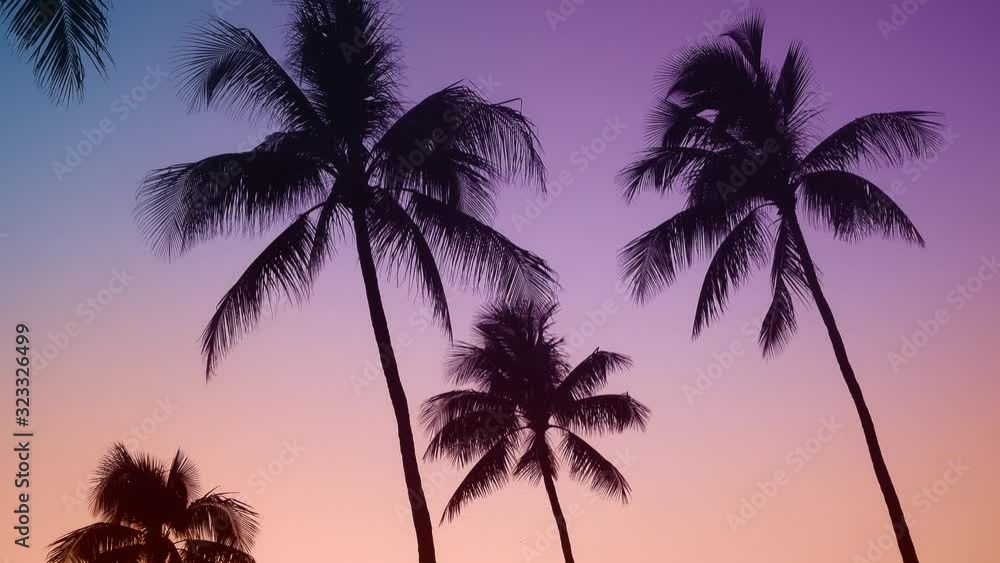 Retro Style Hawaii Palm Trees Gently Moving At Sunset Retro Style Hawaii Palm Trees Gently Moving At Sunset