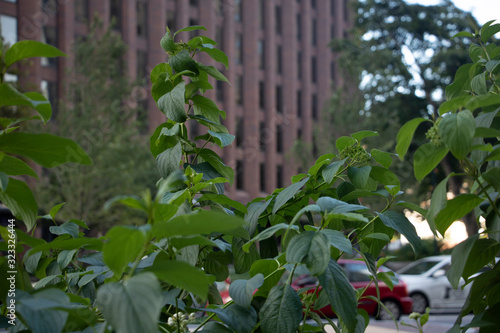 Plants in a City