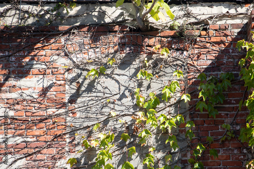 Ivy on a Wall