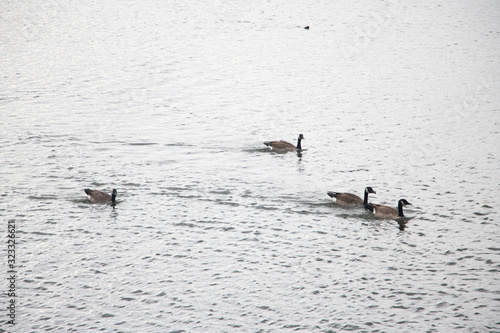 Canadian Geese on a Lake