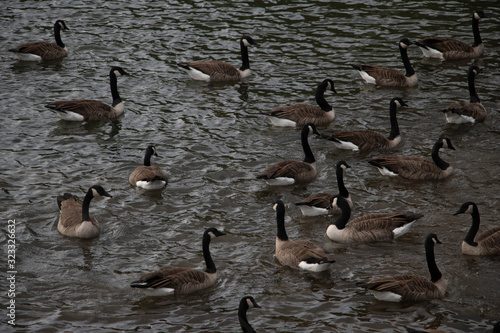 Canadian Geese on a Lake