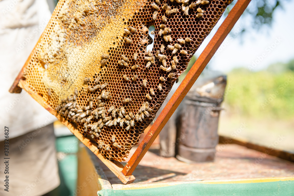 The beekeeper checks the hive. Looks at bees in the sun. The beekeeper checks the hive. Looks at bees in the sun.