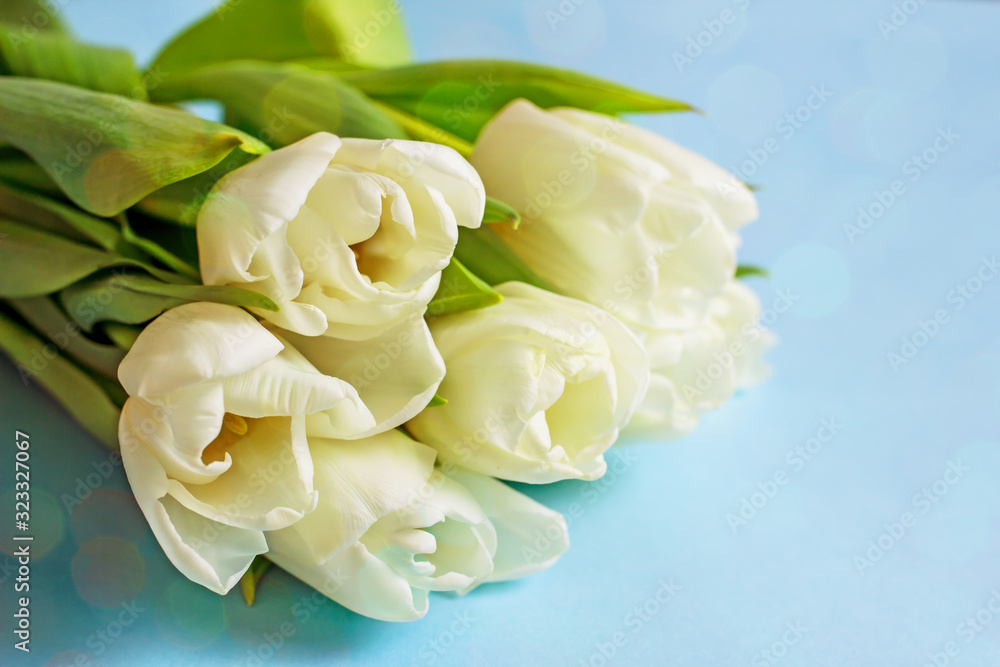 Bouquet of white tulips on a blue background. Beautiful bouquet of seven white tulips, copy space. The concept of women's day, mother's day, birthday, Valentine's Day. Spring background with tulips Bouquet of white tulips on a blue background. Beautiful bouquet of seven white tulips, copy space. The concept of women's day, mother's day, birthday, Valentine's Day. Spring background with tulips