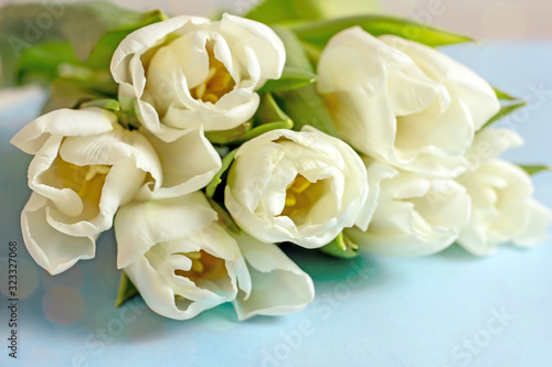 Bouquet of white tulips on a blue background © Arylanna