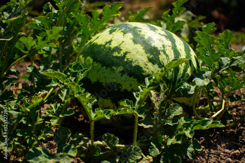 Growing watermelon on the field. Watermelon, Citrullus lanatus, in a vegetable garden