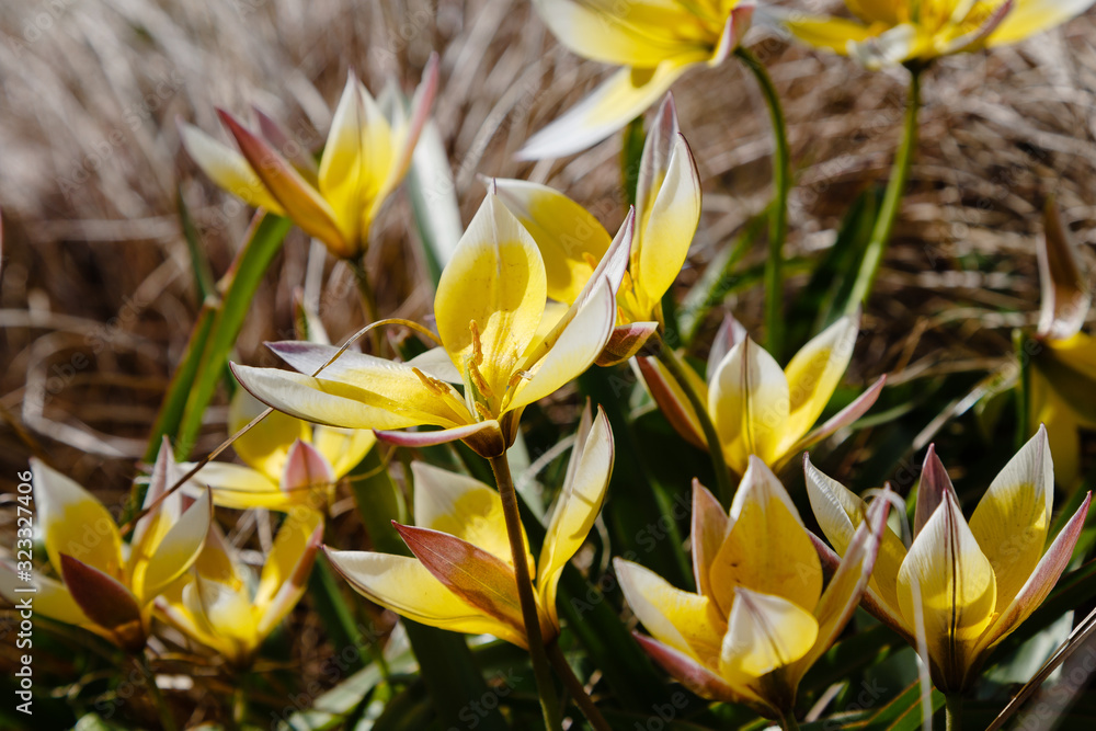 Tulipa tarda in spring garden. Yellow flower of tulipa. Floral background Tulipa tarda in spring garden. Yellow flower of tulipa. Floral background